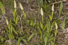 Seneca Snakeroot, Senega officinalis