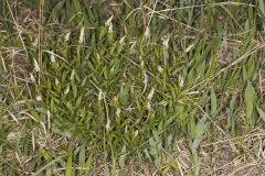 Seneca Snakeroot, Senega officinalis