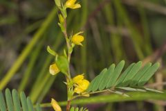 Sensitive Partridge Pea, Chamaecrista nictitans