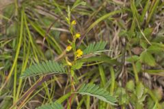 Sensitive Partridge Pea, Chamaecrista nictitans