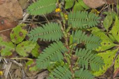 Sensitive Partridge Pea, Chamaecrista nictitans