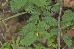 Sensitive Partridge Pea, Chamaecrista nictitans