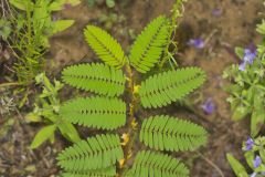 Sensitive Partridge Pea, Chamaecrista nictitans