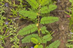 Sensitive Partridge Pea, Chamaecrista nictitans