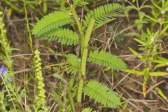 Sensitive Partridge Pea, Chamaecrista nictitans