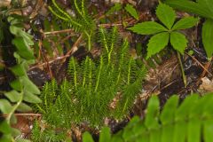 Shining Clubmoss, Huperzia lucidula