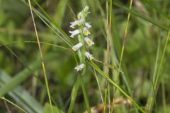 Shining Ladies' Tresses, Spiranthes lucida