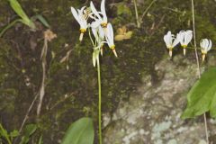 Shooting Star, Dodecatheon meadia