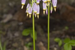 Shooting Star, Dodecatheon meadia