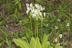 Shooting Star, Dodecatheon meadia