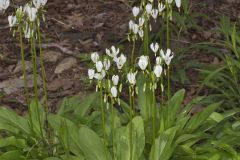 Shooting Star, Dodecatheon meadia