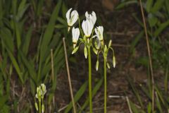 Shooting Star, Dodecatheon meadia