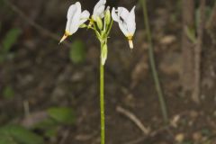 Shooting Star, Dodecatheon meadia