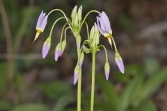 Shooting Star, Dodecatheon meadia