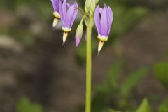 Shooting Star, Dodecatheon meadia