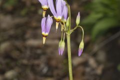 Shooting Star, Dodecatheon meadia