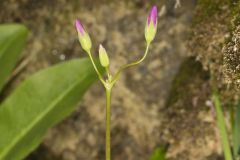 Shooting Star, Dodecatheon meadia