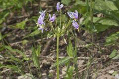 Shooting Star, Dodecatheon meadia