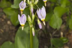 Shooting Star, Dodecatheon meadia