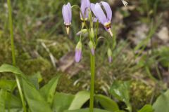 Shooting Star, Dodecatheon meadia