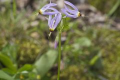 Shooting Star, Dodecatheon meadia