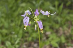 Shooting Star, Dodecatheon meadia