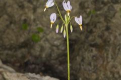 Shooting Star, Dodecatheon meadia