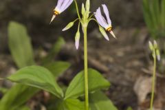 Shooting Star, Dodecatheon meadia