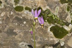 Shooting Star, Dodecatheon meadia