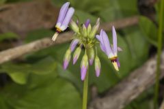 Shooting Star, Dodecatheon meadia