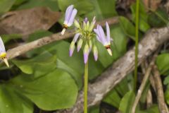 Shooting Star, Dodecatheon meadia