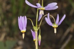 Shooting Star, Dodecatheon meadia