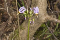 Shooting Star, Dodecatheon meadia