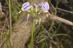 Shooting Star, Dodecatheon meadia