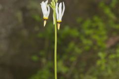 Shooting Star, Dodecatheon meadia