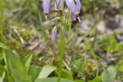 Shooting Star, Dodecatheon meadia