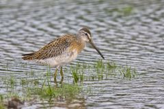 Short-billed Dowitcher, Limnodromus griseus