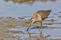 Short-billed Dowitcher, Limnodromus griseus