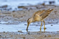 Short-billed Dowitcher, Limnodromus griseus