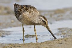 Short-billed Dowitcher, Limnodromus griseus