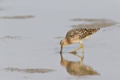 Short-billed Dowitcher, Limnodromus griseus