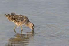 Short-billed Dowitcher, Limnodromus griseus