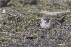 Short-billed Dowitcher, Limnodromus griseus