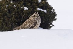 Short-eared Owl, Asio flammeus