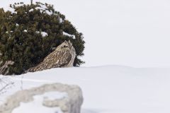 Short-eared Owl, Asio flammeus