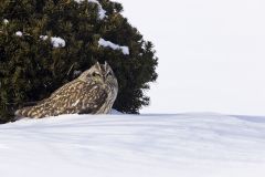 Short-eared Owl, Asio flammeus