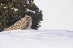 Short-eared Owl, Asio flammeus