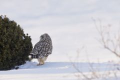 Short-eared Owl, Asio flammeus