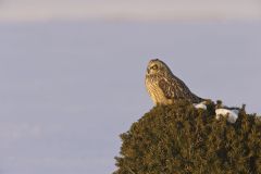 Short-eared Owl, Asio flammeus