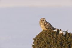 Short-eared Owl, Asio flammeus